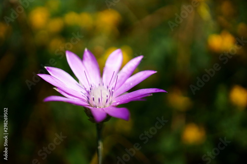 pink flower in the garden