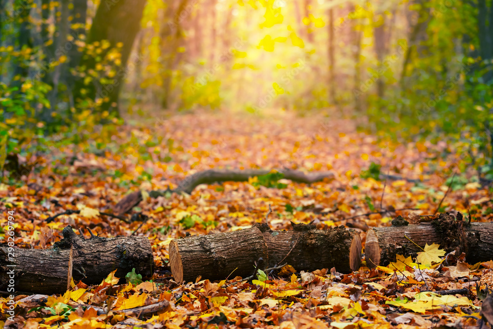 heap of oak trunk lie across the forest road, bright autumn forest scene