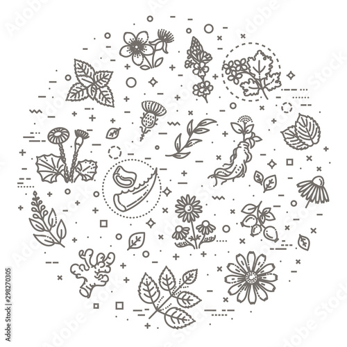 Herbs collection. Medical healthy herbs and flowers
