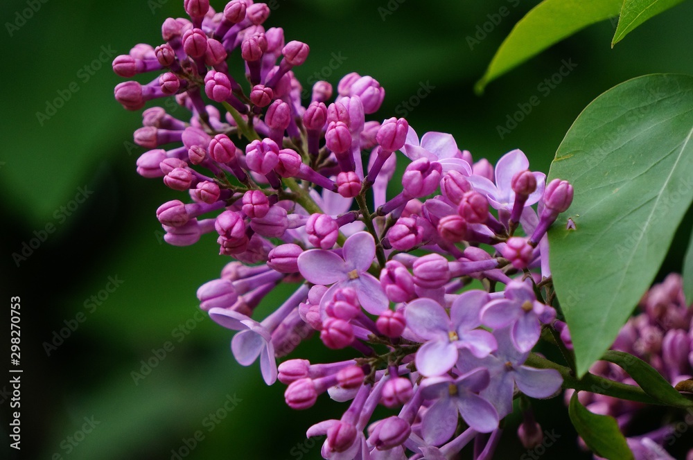 pink flowers of lilac pink flowers of lilac