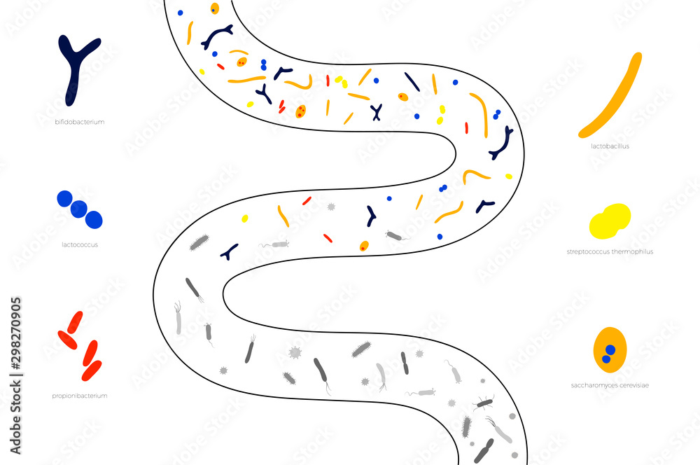 Fototapeta premium Vector isolated illustration of probiotics