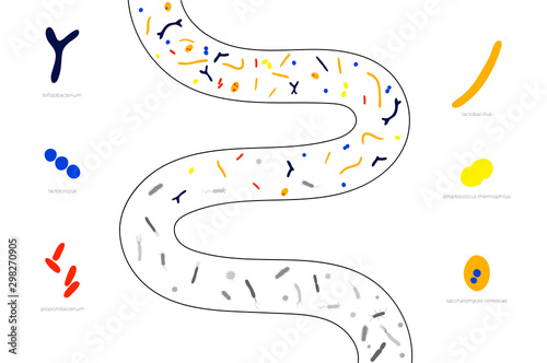 Vector isolated illustration of probiotics