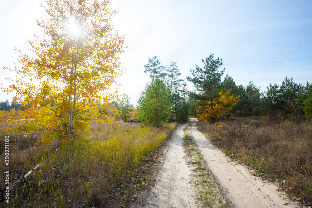 autumn forest and ground road at the bright sunny day