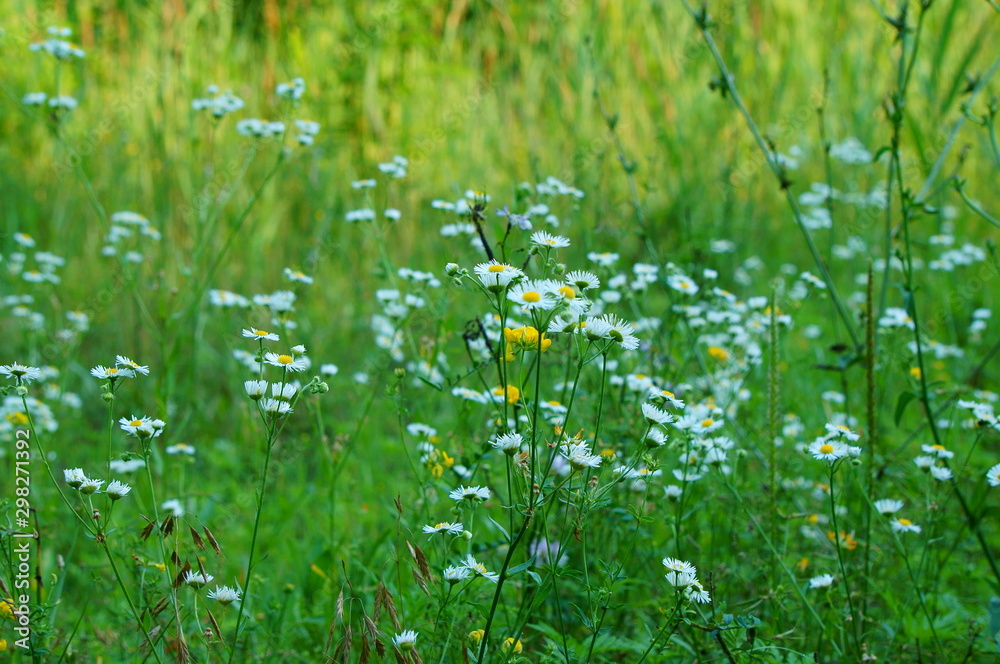 field of flowers