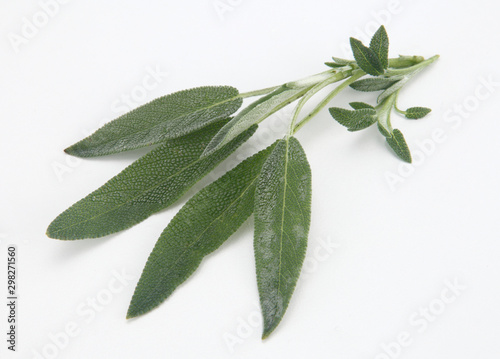  fresh sage leaf