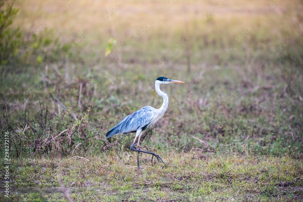 White necked heron in grassland environment, Pantanal , Brazil White necked heron in grassland environment, Pantanal , Brazil