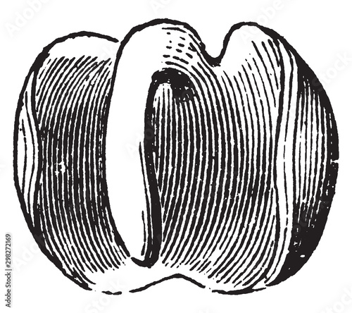 Mirabilis Embryo vintage illustration.