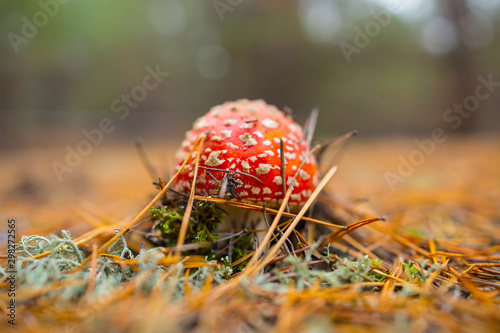 closeup red flyagaric mushroom in a forest among dry pine needles