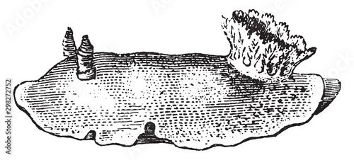 Sea Lemon, vintage illustration.