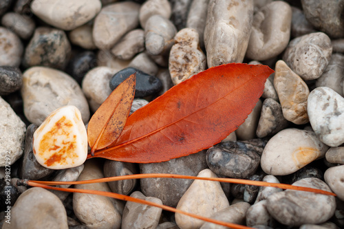Details of orange leaves, found among the stones of the beach, in autumn photo