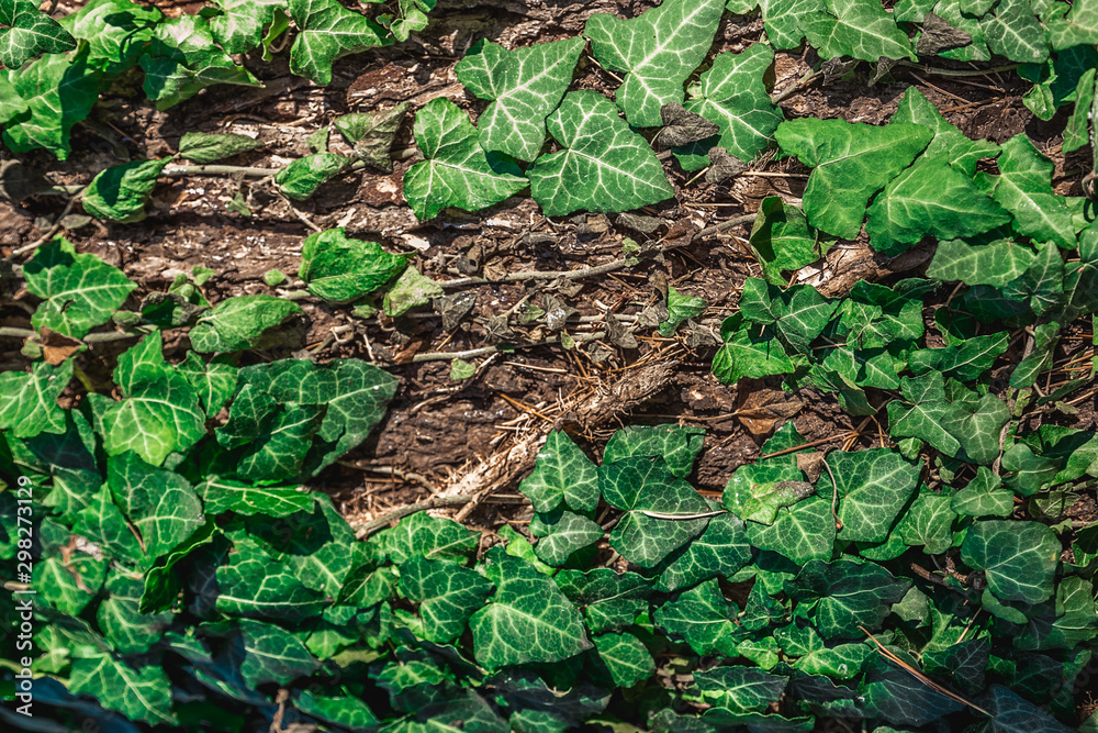 beautiful background, green bindweed on tree bark beautiful background, green bindweed on tree bark