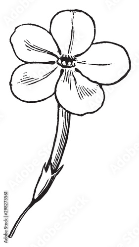 Phlox vintage illustration.