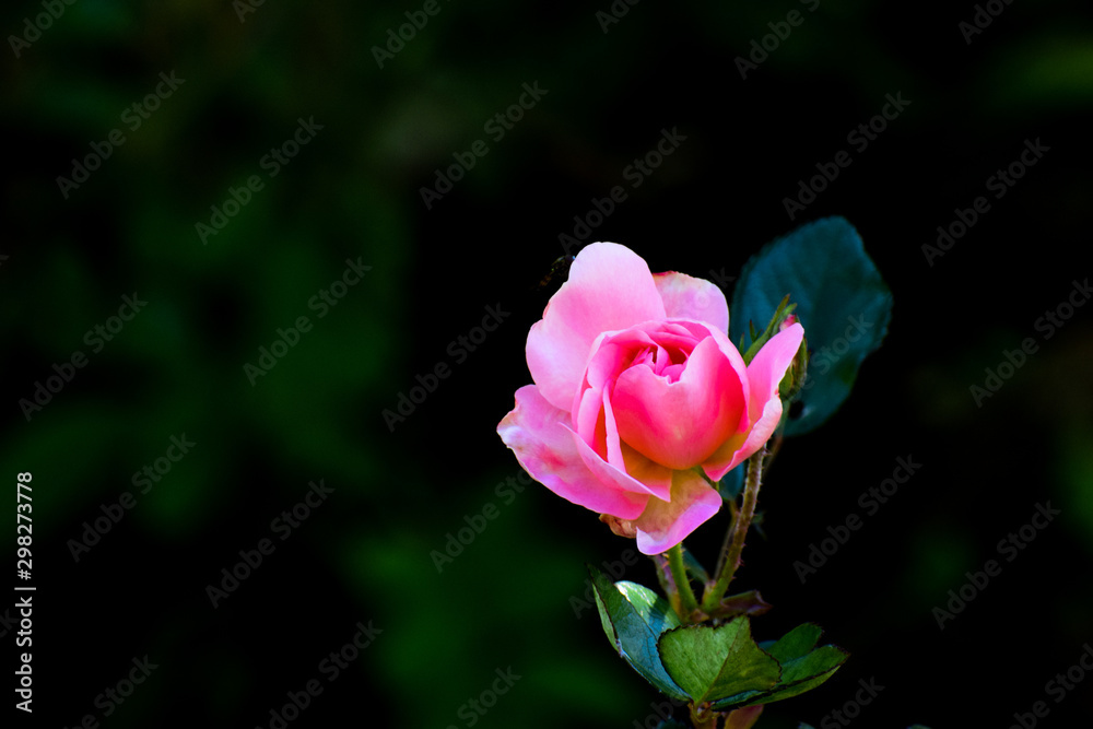 rose flower with black background Rose garden. Nature and botany theme.