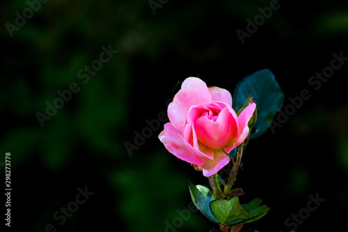 rose flower with black background Rose garden. Nature and botany theme.