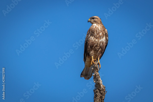 Buzzard ( Buteo Buteo) sitting on a branch in the blue sky.  Madikwe Game Reserve, South Africa.