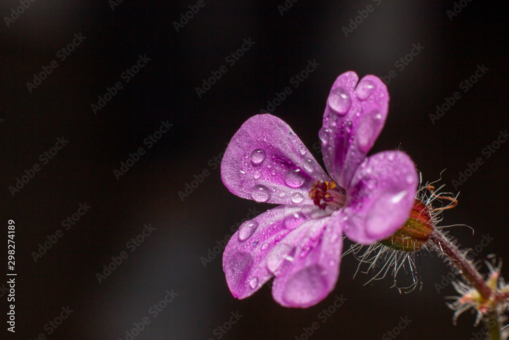 Fototapeta premium Flowers close up.
