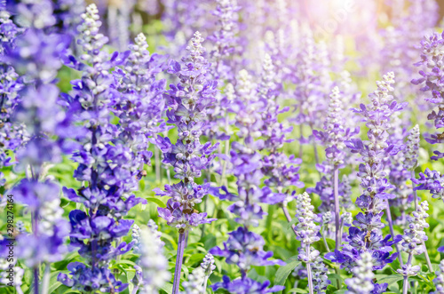 lavender flowers.