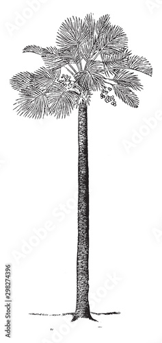 Palm Tree vintage illustration.