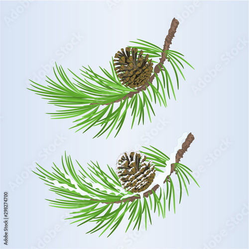 Pine tree Branch and pine cone autumnal and winter snowy  natural on blue background vintage vector illustration editable hand draw