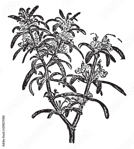 Rosemary vintage illustration.