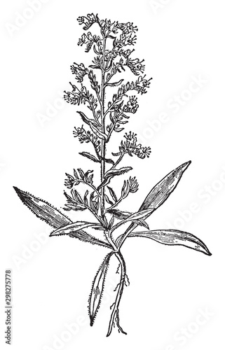 Viper, bugloss, species, flowering, plant, borage, family, Boraginaceae vintage illustration.