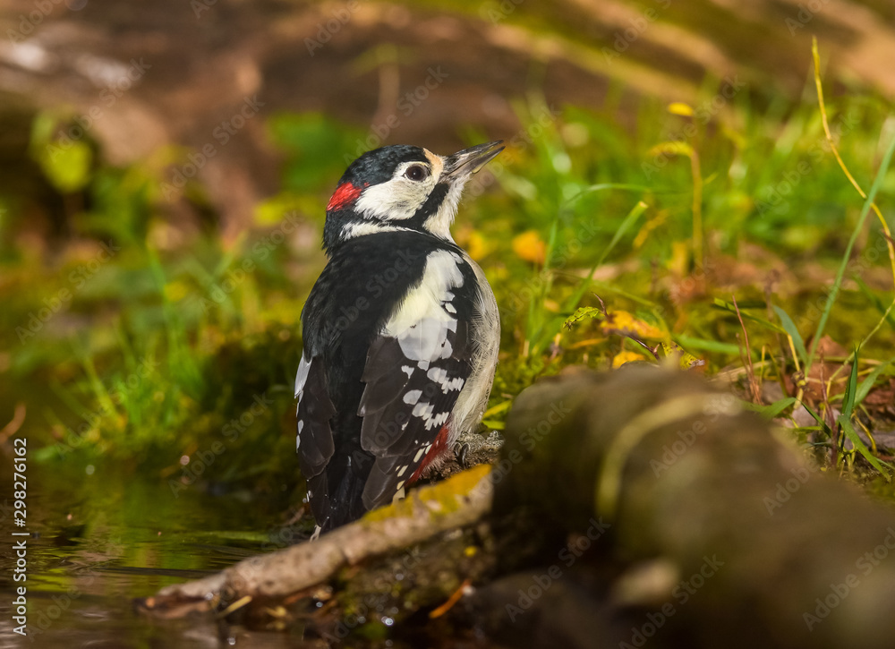 Fototapeta premium Great Spotted Woodpecker