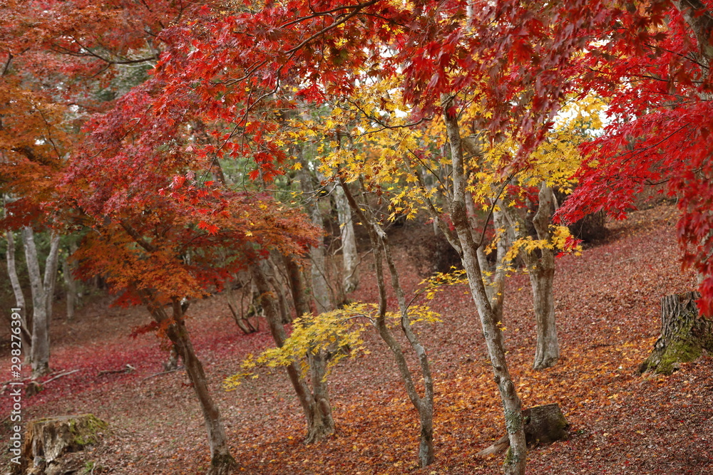 Naklejka premium 紅葉の風景