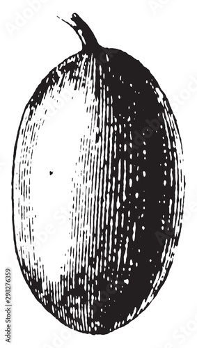 olive vintage illustration.