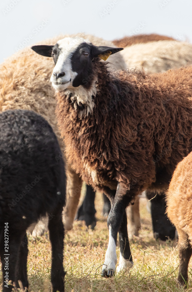 Fototapeta premium Sheep graze in the meadow
