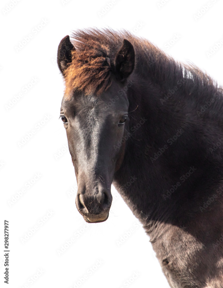 Fototapeta premium Horse portrait isolated on a white background