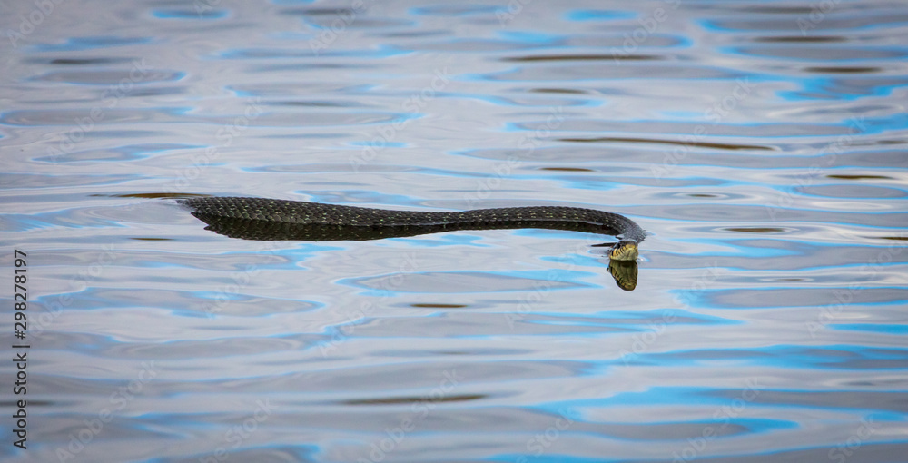 A snake swims in the expanse of water A snake swims in the expanse of water