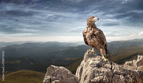 Billede på lærred an eagle sits on a stone in the mountains
