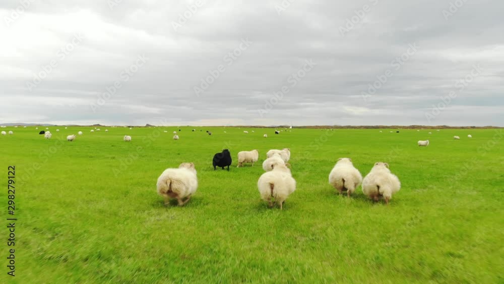 Flock of sheep runs on green grass, drone shot Flock of sheep runs on green grass, drone shot