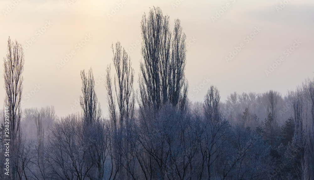 Leafless tree branches at dawn of the sun Leafless tree branches at dawn of the sun