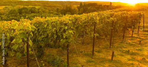 Vineyard Sunrise sacy in france photo