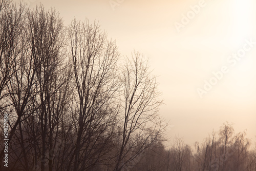 Leafless tree branches at dawn of the sun