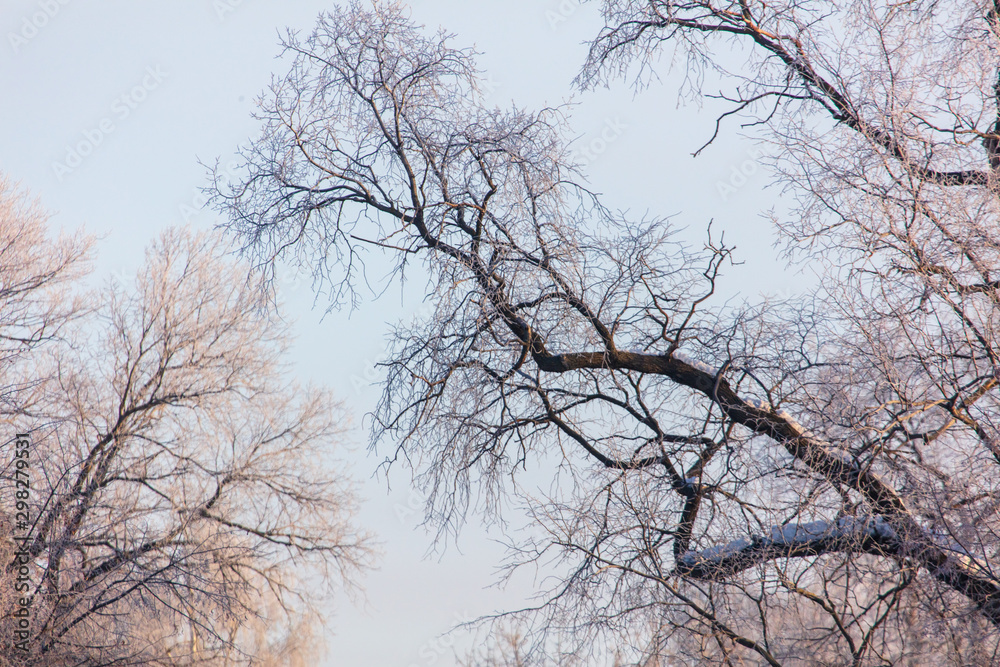 Leafless tree branches at dawn of the sun Leafless tree branches at dawn of the sun