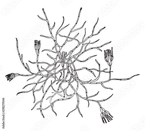 Mold vintage illustration.