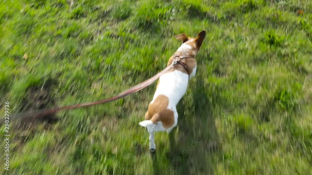 Adorable small dog walking on green grass. Leash owner hand top point of view. Video footage