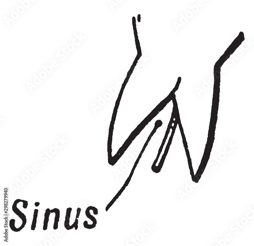 Sinus vintage illustration.