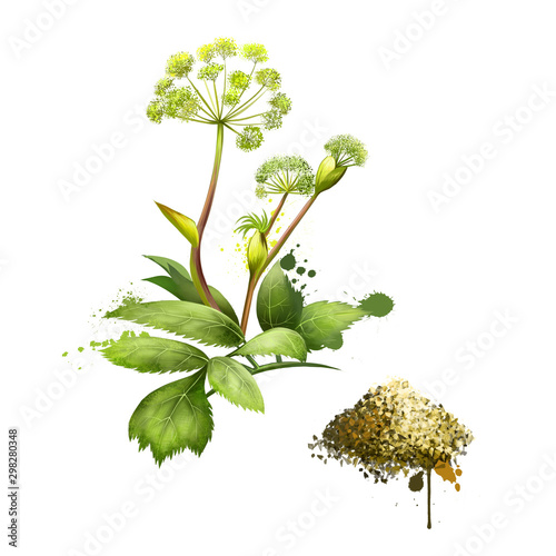 Angelica forest or woodland. Angelica sylvestris. Species of genus Apiaceae. Large bipinnate leaves and compound umbels of white or greenish-white flowers. Dried Garden Angelica. Digital art image. photo