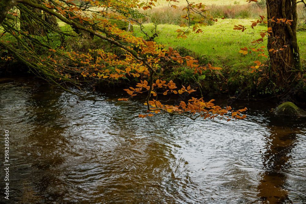 Orange and copper Autumn coloured leaves over a river Orange and copper Autumn coloured leaves over a river