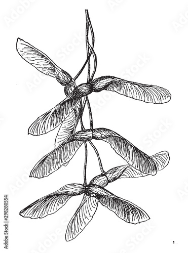 Striped Maple seed vintage illustration.