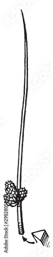 aquatic, species, Cyperaceae, Scirpus vintage illustration.
