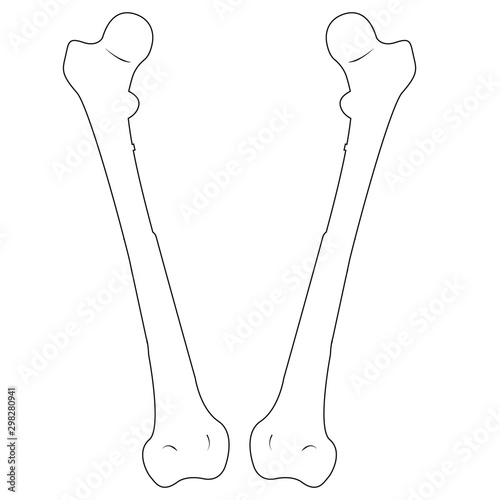 Femur Bone. Vector illustration-1