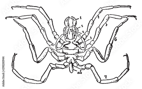 Nymphonomorphous, vintage illustration.