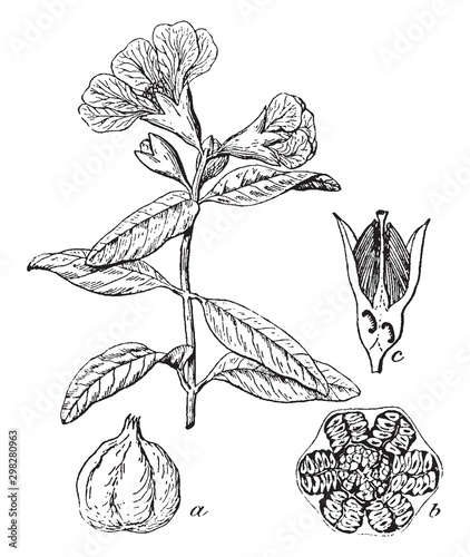 Pomegranate vintage illustration.