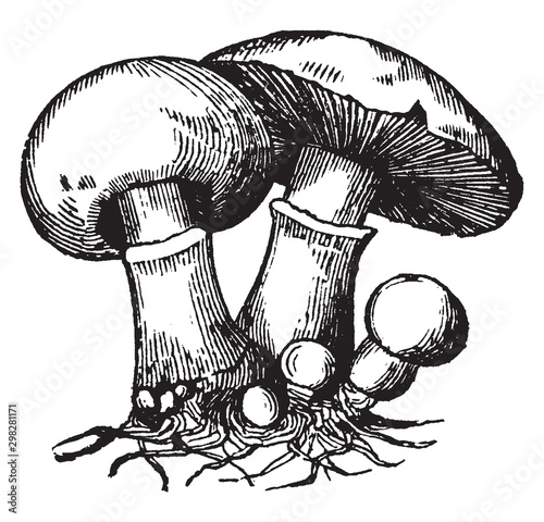 Mushroom vintage illustration.