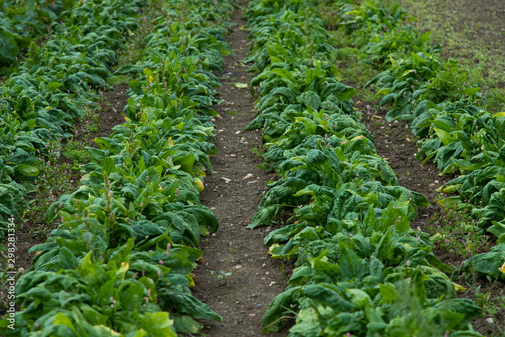 Field of ripe green fresh spinach growing Field of ripe green fresh spinach growing