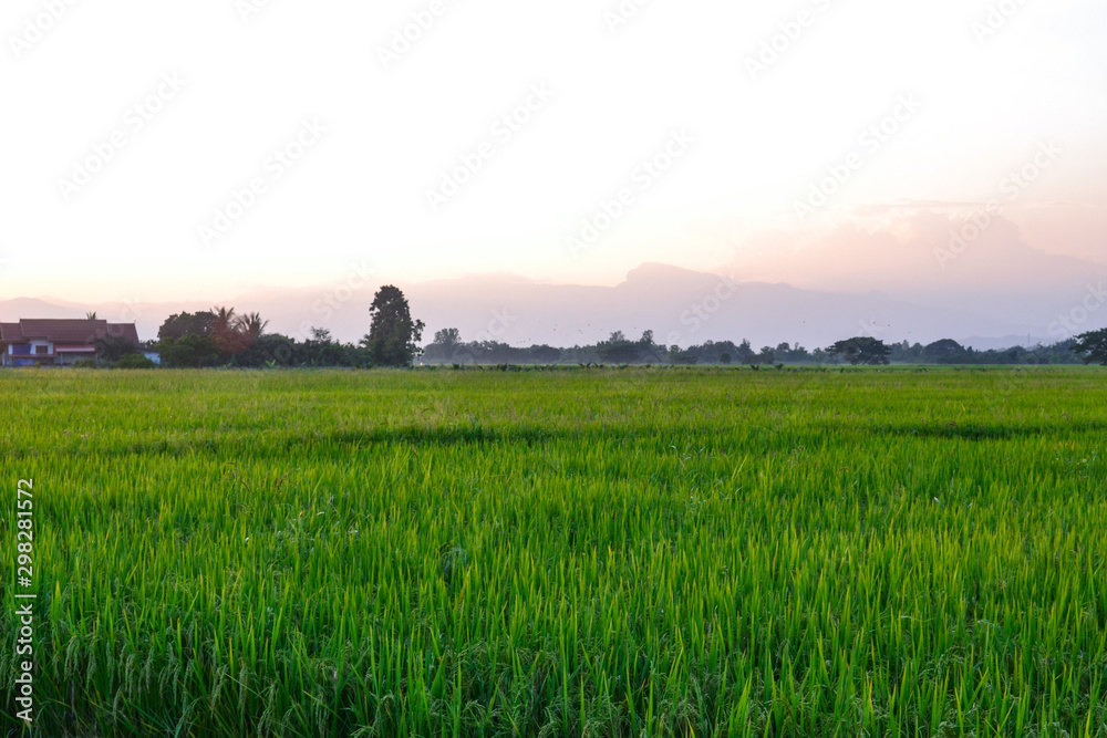 Landscape of field in Thailand 